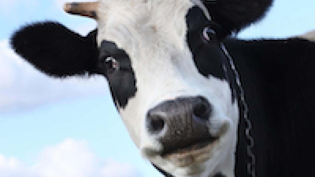 cow