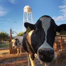 uc davis cow