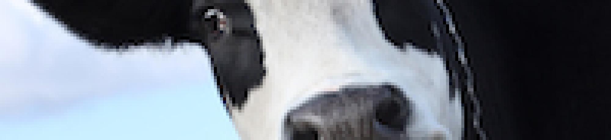 cow